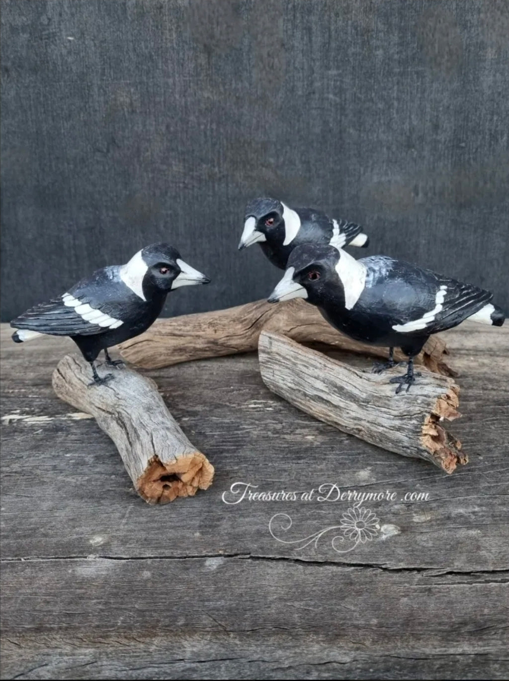 Bird - Australian Magpie