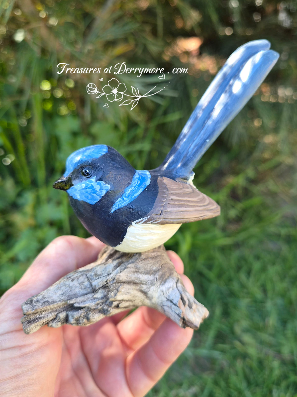 Bird - Superb Fairy Wren