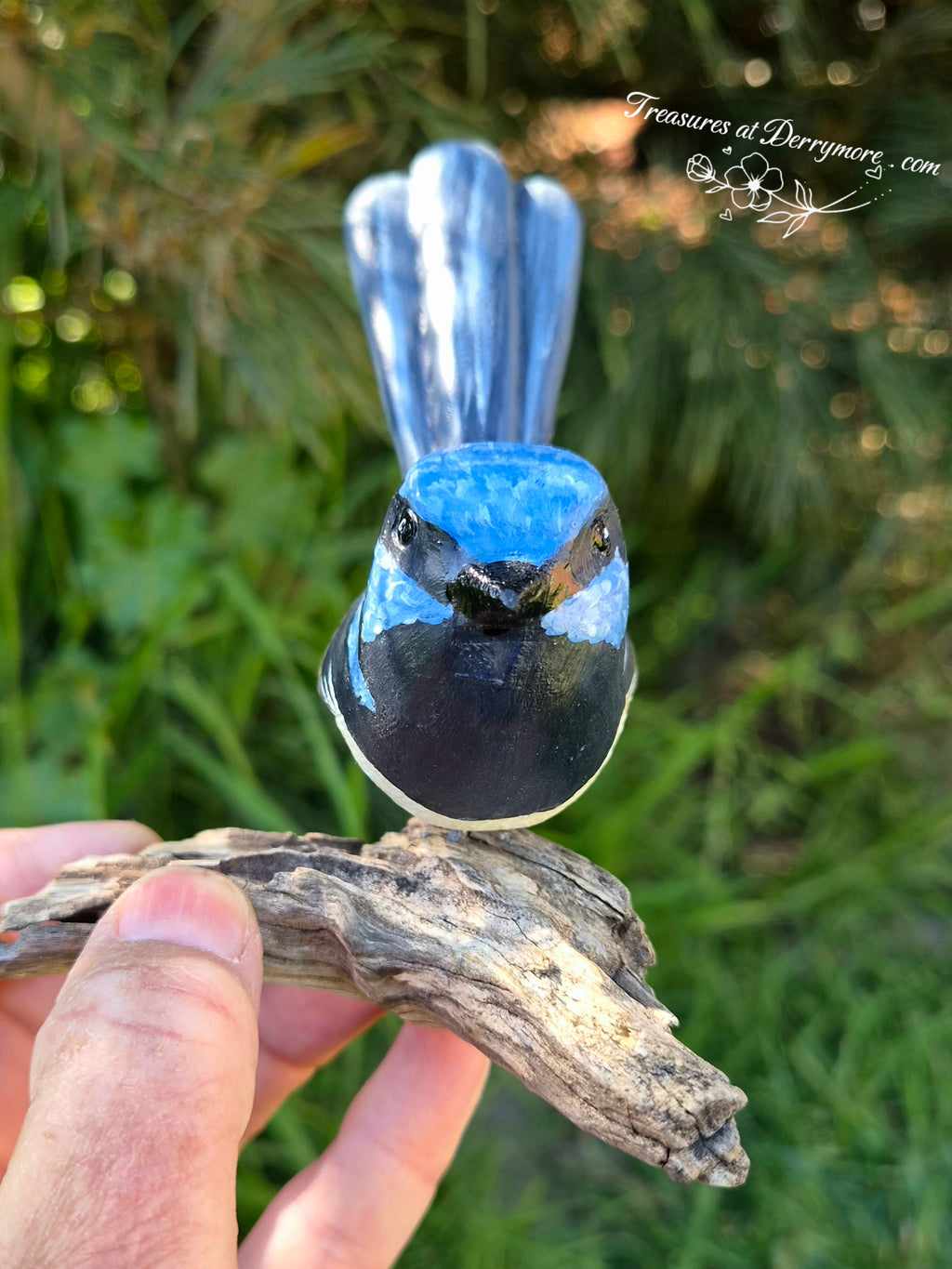 Bird - Superb Fairy Wren